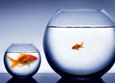 Most accurate analysts? Think small
