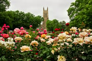 Duke, Johns Hopkins, UPenn and Vanderbilt latest schools under fire for excessive 403(b) fees