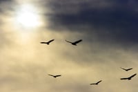 Fiduciary foes are spitting into the wind