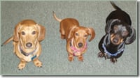 Looking to calm your clients? Test out a dachshund