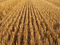Investors in commodity ETFs getting 'eaten alive'