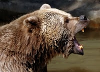 When bears attack: Put options on Schwab surge