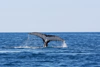 Why tax day is a good day to be a whaler