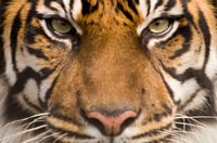 Lady or the tiger? Betting on takeovers 'a dangerous game'