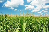 Commodities the next CMOs? Money managers square off