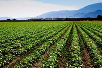 Green acres best bet for making green, Yale's Shiller says