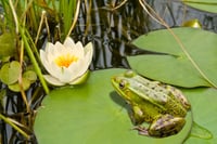 Why Bill Gross says Treasury investors are like frogs in a pot of hot water