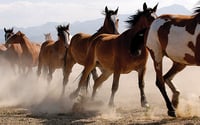 Leaving the herd allowed this fund to exploit rallies
