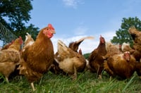 Pullet surprise? Tiny U.S. investment firm bests large Chinese company in chicken flap