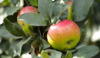 Lerner resorted to tricks to plump up Apple distributions: Suit