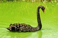 Many black swans make the metaphor meaningless