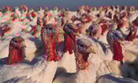 At Thanksgiving, stock funds turkeys, bond funds stuffed