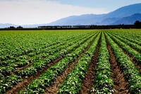 Investors plowing money into farmland — but could come a cropper