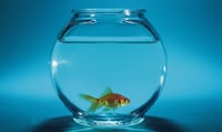 Brand space race threatens smaller RIAs