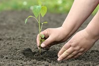 Advisers keen to offer clients socially responsible investments: Survey