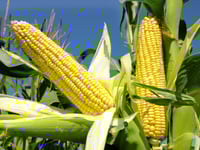 Corn price as high as an elephant's eye — but beware