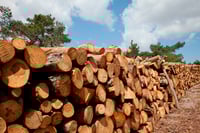 Timberland REIT takes axe to share price