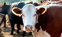 Sustainability concerns behind Burger King's new Whopper