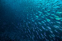 Curian Capital's sudden exit creates a TAMP feeding frenzy