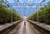 BlackRock invests in pot stock