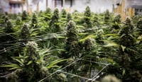 Cannabis ETFs face a 'day of reckoning'