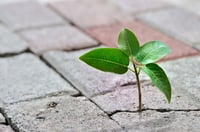 More companies embrace climate risk disclosure than actually do it