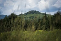 30 finance firms pledge to end deforestation