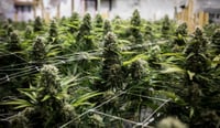 Joe Biden lights up marijuana stocks