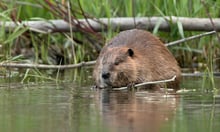 Are beavers helping to lower home insurance bills?