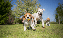 UK pet insurance market expected to more than double by 2030