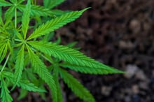 Budding risks in the cannabis sector