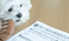 Prudential revamps travel cover with pet and safety perks