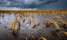 Most Philippine farm losses fall outside the insured pool