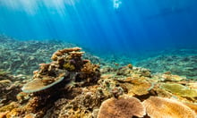 WTW introduces insurance policy to safeguard coral reefs