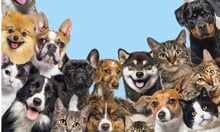 Southern Cross Pet Insurance reveals top insured breeds of 2023