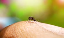 Samoa’s dengue fever outbreak prompts caution for New Zealand travellers