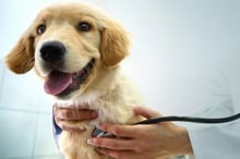 AA Pet Insurance partners with NZ Epilepsy Assist Dog Trust as sponsor