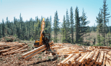 ARTes and Mobius introduce insurance solution for Australia's logging industry