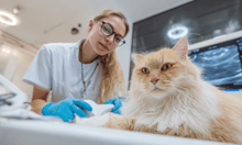 10 largest pet insurance companies in the US, revealed