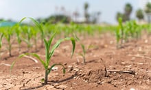 Crawford warns super El Niño threatens UK crop yields