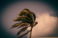 Willis finds uneven climate reporting pace creates competitive risk for businesses