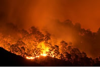 Report calls for government-led bushfire insurance
