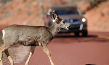 NRMA Insurance highlights surge in wildlife collision claims