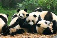 Insuring panda-monium
