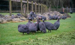 Hamilton Zoo defeats zookeeper's unjustified dismissal claim over chick death