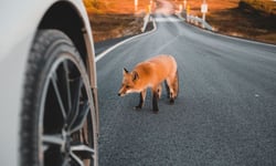 Animal strikes make up most comprehensive losses in these states