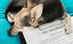 Pet insurance market to soar past $113.7B by 2035 as vet costs climb: Report