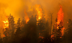 IBHS expands Wildfire Prepared program to cover multifamily properties