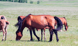 White Bear Group expands with new bloodstock division