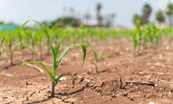 Crawford warns super El Niño threatens UK crop yields